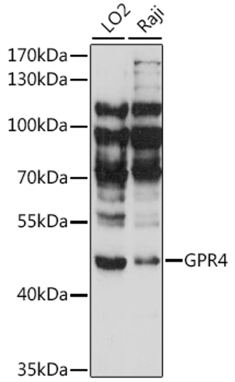Western blot analysis of extracts of various cell lines, using GPR4 antibody (16-370) at 1:1000 dilution.<br/>Secondary antibody: HRP Goat Anti-Rabbit IgG (H+L) at 1:10000 dilution.<br/>Lysates/proteins: 25ug per lane.<br/>Blocking buffer: 3% nonfat dry milk in TBST.<br/>Detection: ECL Basic Kit.<br/>Exposure time: 30s.