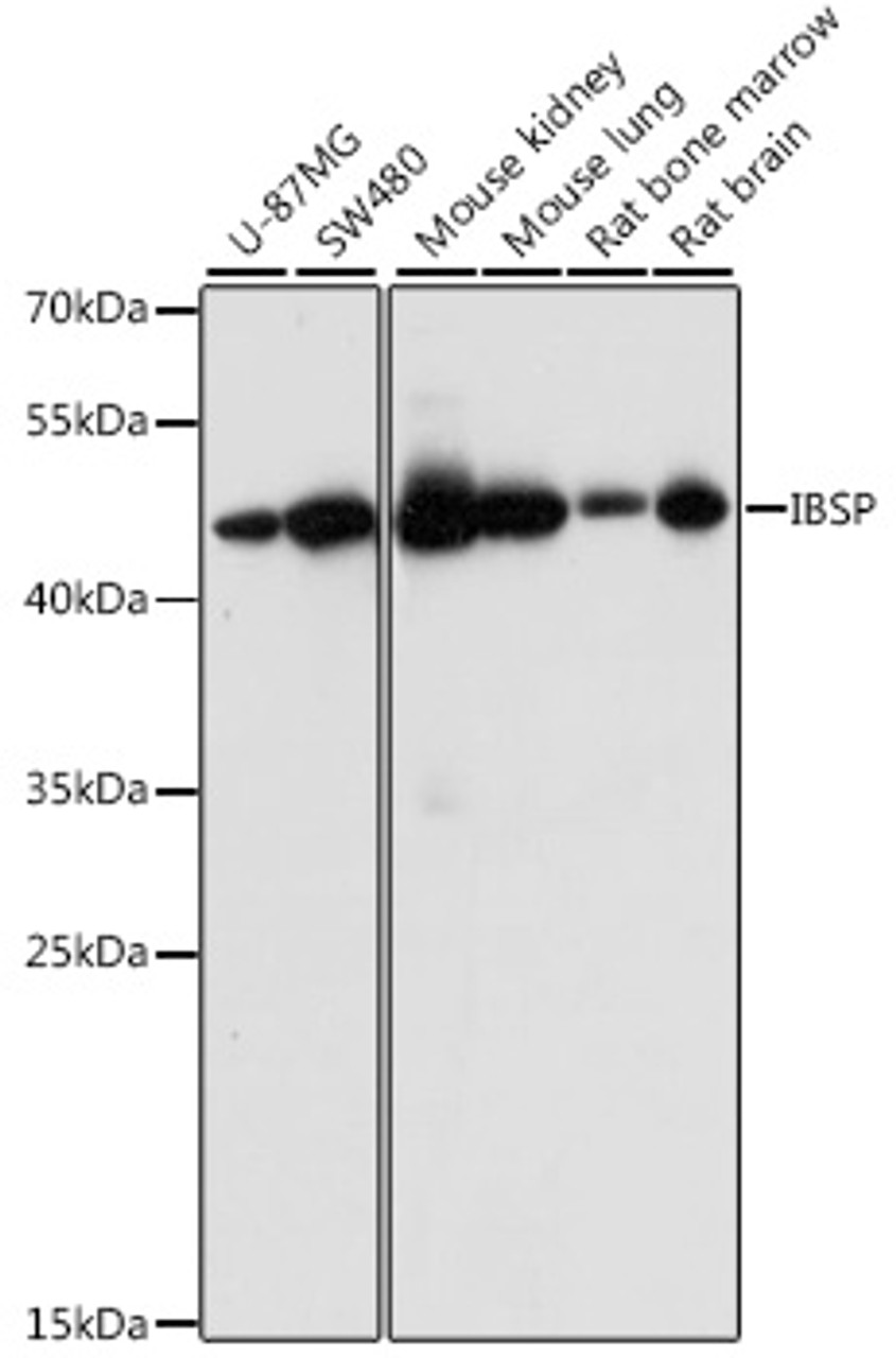 Western blot analysis of extracts of various cell lines, using IBSP antibody (16-500) at 1:1000 dilution.<br/>Secondary antibody: HRP Goat Anti-Rabbit IgG (H+L) at 1:10000 dilution.<br/>Lysates/proteins: 25ug per lane.<br/>Blocking buffer: 3% nonfat dry milk in TBST.<br/>Detection: ECL Basic Kit.<br/>Exposure time: 1s.