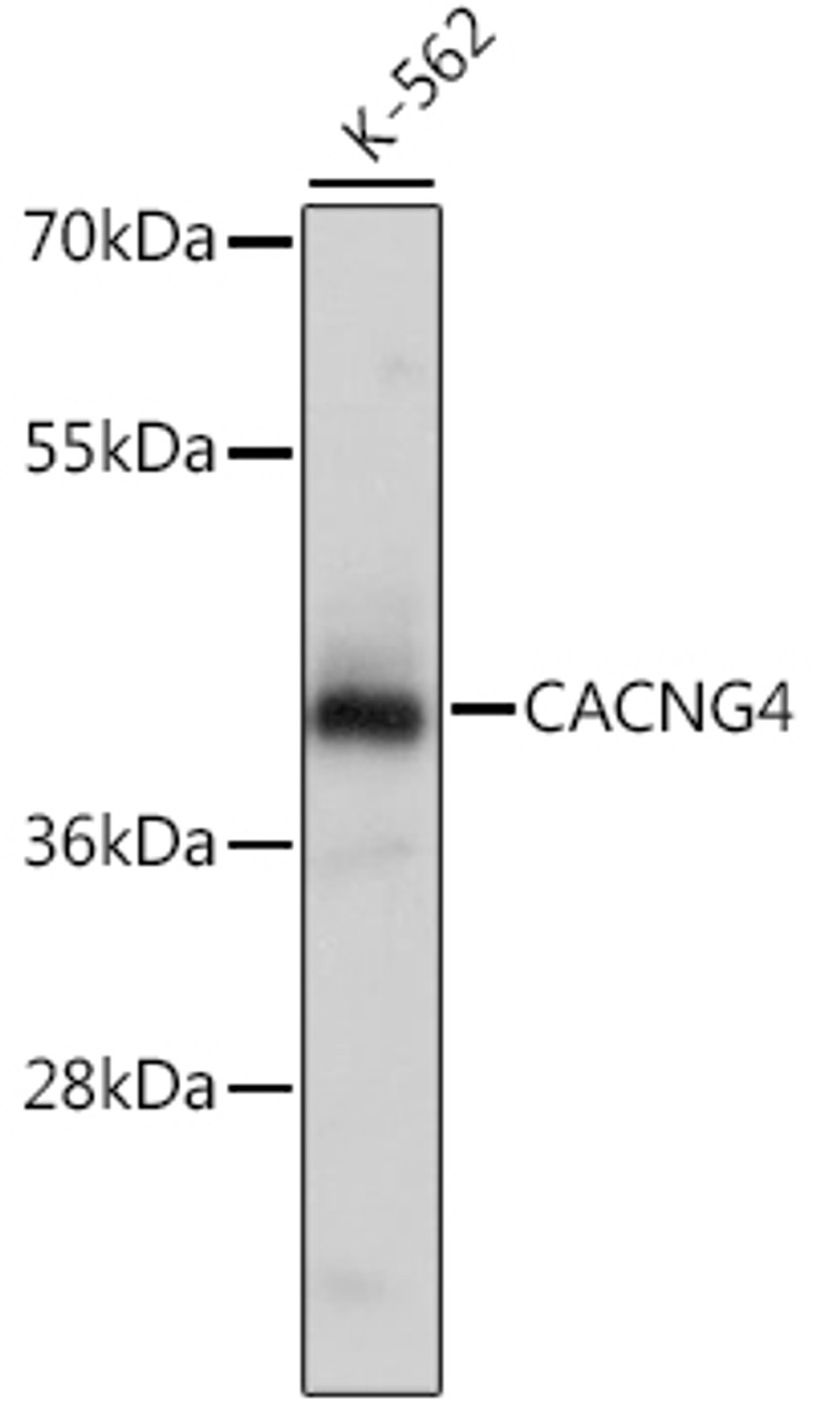 Western blot analysis of extracts of K-562 cells, using CACNG4 antibody (16-527) .<br/>Secondary antibody: HRP Goat Anti-Rabbit IgG (H+L) at 1:10000 dilution.<br/>Lysates/proteins: 25ug per lane.<br/>Blocking buffer: 3% nonfat dry milk in TBST.