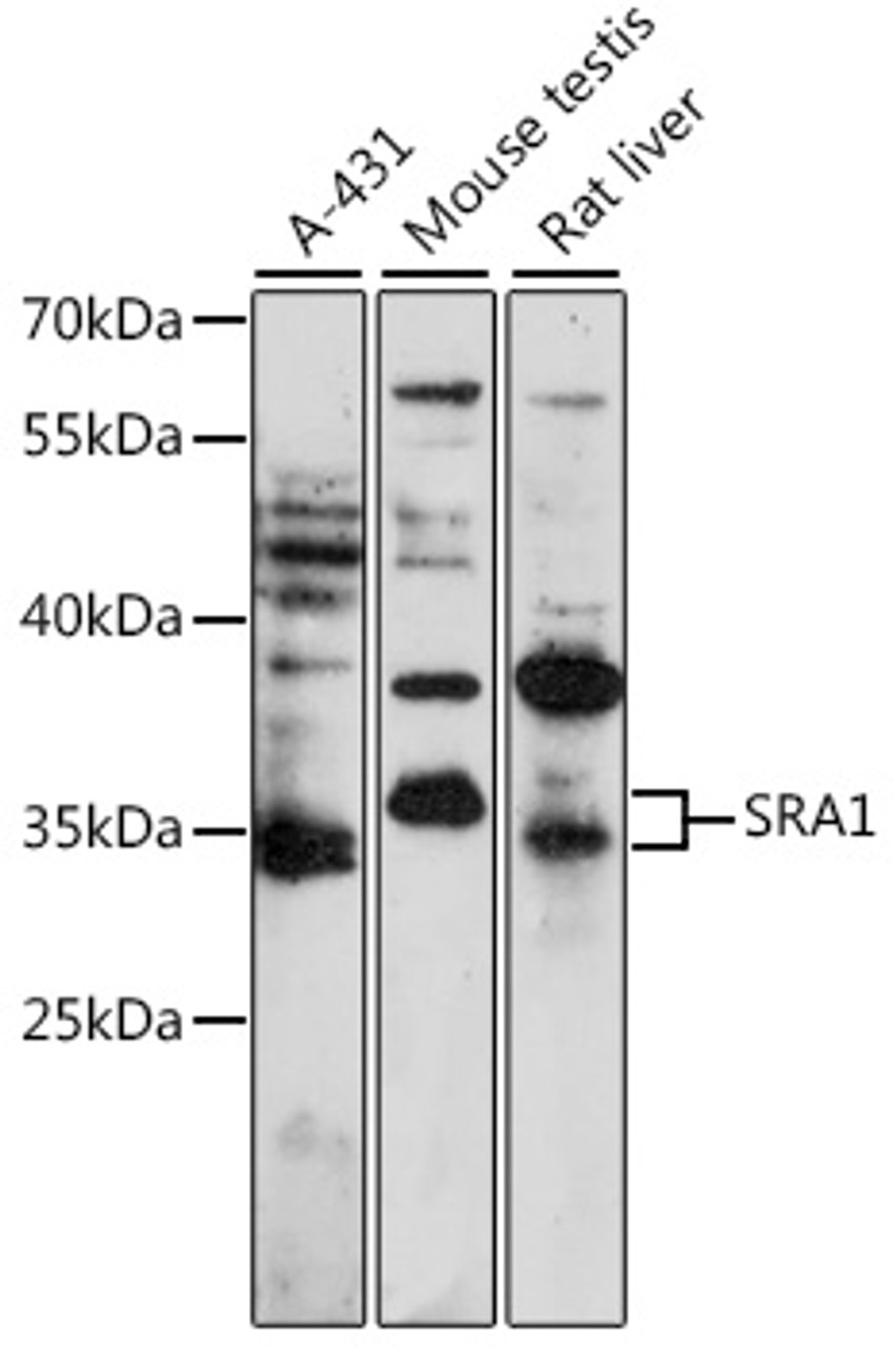 Western blot analysis of extracts of various cell lines, using SRA1 antibody (16-532) at 1:1000 dilution.<br/>Secondary antibody: HRP Goat Anti-Rabbit IgG (H+L) at 1:10000 dilution.<br/>Lysates/proteins: 25ug per lane.<br/>Blocking buffer: 3% nonfat dry milk in TBST.<br/>Detection: ECL Basic Kit.<br/>Exposure time: 3min.