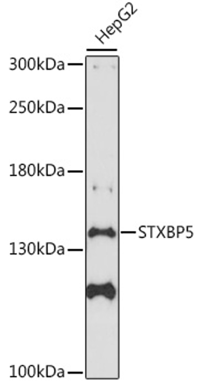 Western blot analysis of extracts of HepG2 cells, using STXBP5 antibody (16-544) at 1:1000 dilution.<br/>Secondary antibody: HRP Goat Anti-Rabbit IgG (H+L) at 1:10000 dilution.<br/>Lysates/proteins: 25ug per lane.<br/>Blocking buffer: 3% nonfat dry milk in TBST.<br/>Detection: ECL Basic Kit.<br/>Exposure time: 90s.