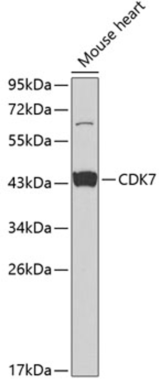 Western blot analysis of extracts of mouse heart, using CDK7 antibody (16-807) at 1:1000 dilution.<br/>Secondary antibody: HRP Goat Anti-Rabbit IgG (H+L) at 1:10000 dilution.<br/>Lysates/proteins: 25ug per lane.<br/>Blocking buffer: 3% nonfat dry milk in TBST.