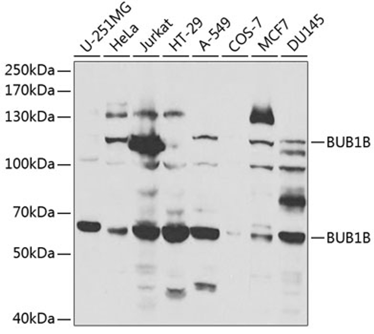 Western blot analysis of extracts of various cell lines, using BUB1B antibody (18-086) at 1:1000 dilution.<br/>Secondary antibody: HRP Goat Anti-Rabbit IgG (H+L) at 1:10000 dilution.<br/>Lysates/proteins: 25ug per lane.<br/>Blocking buffer: 3% nonfat dry milk in TBST.