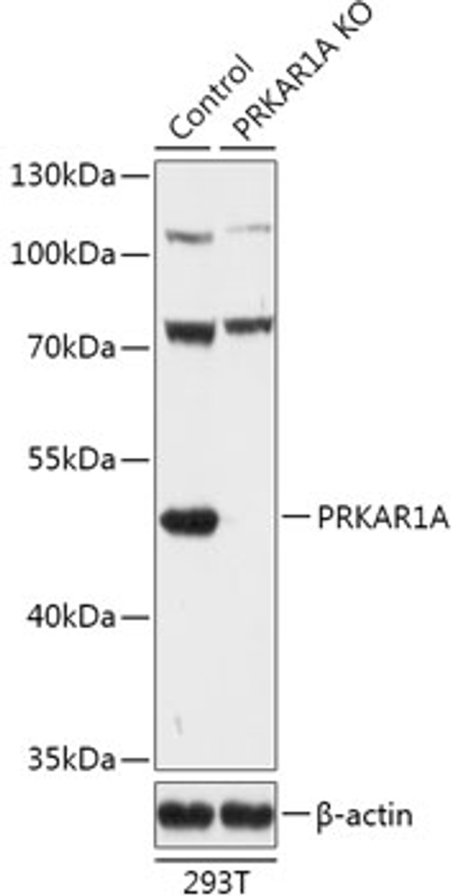 Western blot analysis of extracts from normal (control) and PRKAR1A knockout (KO) 293T cells, using PRKAR1A antibody (18-192) at 1:500 dilution.<br/>Secondary antibody: HRP Goat Anti-Rabbit IgG (H+L) at 1:10000 dilution.<br/>Lysates/proteins: 25ug per lane.<br/>Blocking buffer: 3% nonfat dry milk in TBST.<br/>Detection: ECL Basic Kit.<br/>Exposure time: 5s.
