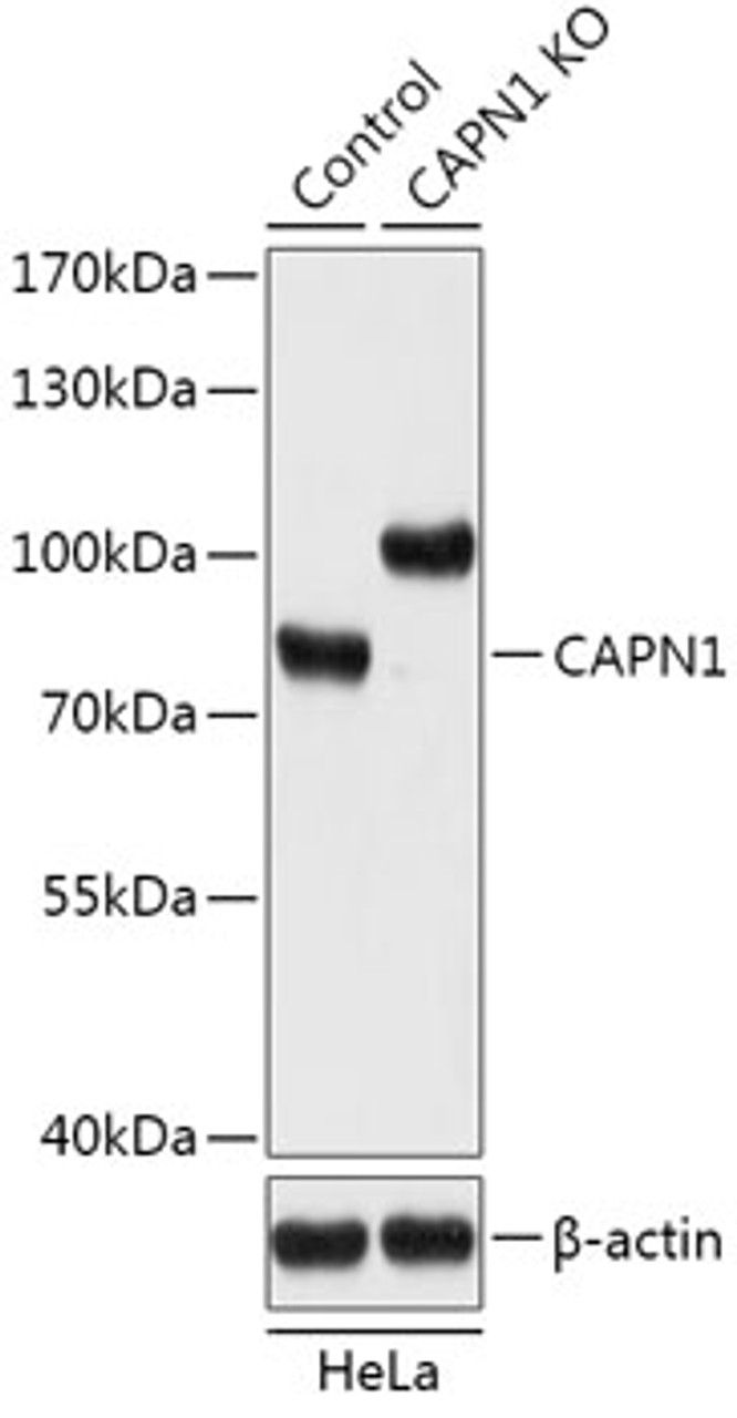 Western blot analysis of extracts from normal (control) and CAPN1 knockout (KO) HeLa cells, using CAPN1 antibody (18-193) at 1:1000 dilution.<br/>Secondary antibody: HRP Goat Anti-Rabbit IgG (H+L) at 1:10000 dilution.<br/>Lysates/proteins: 25ug per lane.<br/>Blocking buffer: 3% nonfat dry milk in TBST.<br/>Detection: ECL Basic Kit.<br/>Exposure time: 10s.