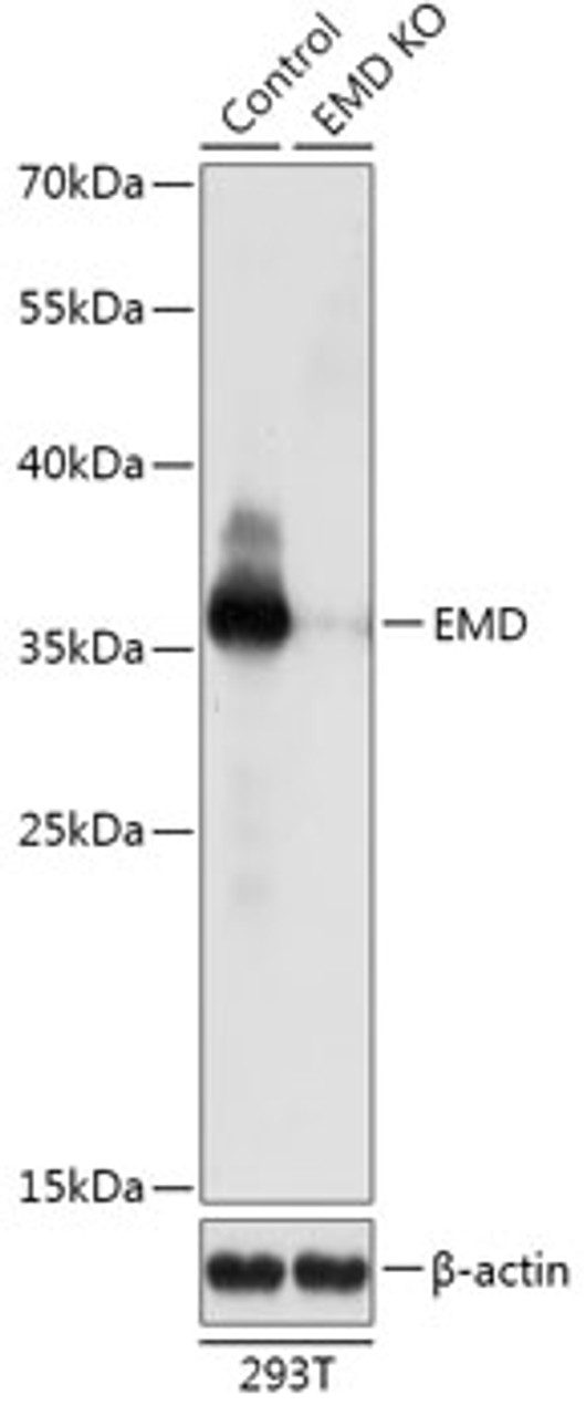 Western blot analysis of extracts from normal (control) and EMD knockout (KO) 293T cells, using EMD antibody (18-203) at 1:1000 dilution.<br/>Secondary antibody: HRP Goat Anti-Rabbit IgG (H+L) at 1:10000 dilution.<br/>Lysates/proteins: 25ug per lane.<br/>Blocking buffer: 3% nonfat dry milk in TBST.<br/>Detection: ECL Basic Kit.<br/>Exposure time: 1s.