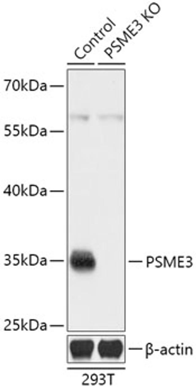 Western blot analysis of extracts from normal (control) and PSME3 knockout (KO) 293T cells, using PSME3 antibody (18-209) at 1:3000 dilution.<br/>Secondary antibody: HRP Goat Anti-Rabbit IgG (H+L) at 1:10000 dilution.<br/>Lysates/proteins: 25ug per lane.<br/>Blocking buffer: 3% nonfat dry milk in TBST.<br/>Detection: ECL Basic Kit.<br/>Exposure time: 3min.