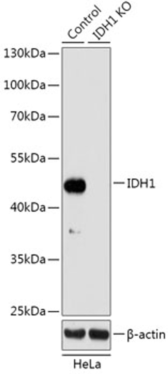 Western blot analysis of extracts from normal (control) and IDH1 knockout (KO) HeLa cells, using IDH1 antibody (18-211) at 1:3000 dilution.<br/>Secondary antibody: HRP Goat Anti-Rabbit IgG (H+L) at 1:10000 dilution.<br/>Lysates/proteins: 25ug per lane.<br/>Blocking buffer: 3% nonfat dry milk in TBST.<br/>Detection: ECL Basic Kit.<br/>Exposure time: 3min.