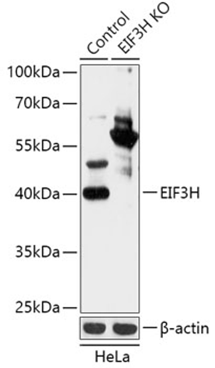 Western blot analysis of extracts from normal (control) and EIF3H knockout (KO) HeLa cells, using EIF3H antibody (18-214) at 1:3000 dilution.<br/>Secondary antibody: HRP Goat Anti-Rabbit IgG (H+L) at 1:10000 dilution.<br/>Lysates/proteins: 25ug per lane.<br/>Blocking buffer: 3% nonfat dry milk in TBST.<br/>Detection: ECL Basic Kit.<br/>Exposure time: 10s.