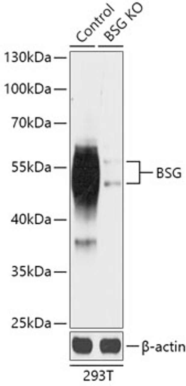 Western blot analysis of extracts from normal (control) and BSG knockout (KO) 293T cells, using BSG antibody (18-220) at 1:1000 dilution.<br/>Secondary antibody: HRP Goat Anti-Rabbit IgG (H+L) at 1:10000 dilution.<br/>Lysates/proteins: 25ug per lane.<br/>Blocking buffer: 3% nonfat dry milk in TBST.<br/>Detection: ECL Basic Kit.<br/>Exposure time: 1s.