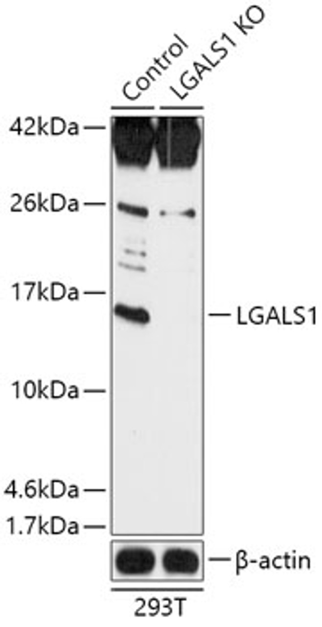 Western blot analysis of extracts from normal (control) and LGALS1 knockout (KO) 293T cells, using LGALS1 antibody (18-228) at 1:1000 dilution.<br/>Secondary antibody: HRP Goat Anti-Rabbit IgG (H+L) at 1:10000 dilution.<br/>Lysates/proteins: 25ug per lane.<br/>Blocking buffer: 3% nonfat dry milk in TBST.<br/>Detection: ECL Basic Kit.<br/>Exposure time: 3min.