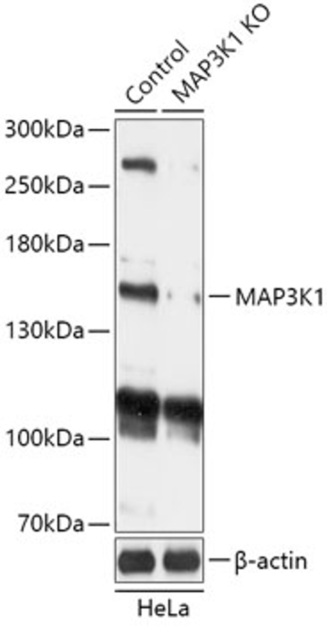 Western blot analysis of extracts from normal (control) and MAP3K1 knockout (KO) HeLa cells, using MAP3K1 antibody (18-229) at 1:1000 dilution.<br/>Secondary antibody: HRP Goat Anti-Rabbit IgG (H+L) at 1:10000 dilution.<br/>Lysates/proteins: 25ug per lane.<br/>Blocking buffer: 3% nonfat dry milk in TBST.<br/>Detection: ECL Basic Kit.<br/>Exposure time: 1min.