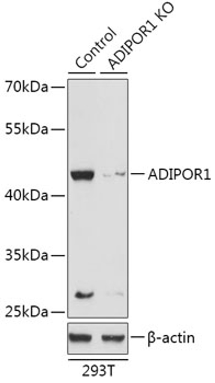 Western blot analysis of extracts from normal (control) and ADIPOR1 knockout (KO) 293T cells, using ADIPOR1 antibody (18-233) at 1:1000 dilution.<br/>Secondary antibody: HRP Goat Anti-Rabbit IgG (H+L) at 1:10000 dilution.<br/>Lysates/proteins: 25ug per lane.<br/>Blocking buffer: 3% nonfat dry milk in TBST.<br/>Detection: ECL Basic Kit.<br/>Exposure time: 90s.