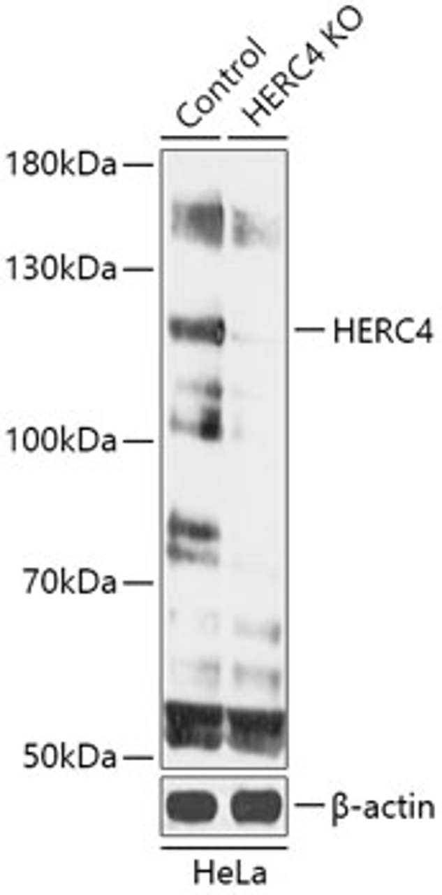 Western blot analysis of extracts from normal (control) and HERC4 knockout (KO) HeLa cells, using HERC4 antibody (18-237) at 1:1000 dilution.<br/>Secondary antibody: HRP Goat Anti-Rabbit IgG (H+L) at 1:10000 dilution.<br/>Lysates/proteins: 25ug per lane.<br/>Blocking buffer: 3% nonfat dry milk in TBST.<br/>Detection: ECL Basic Kit.<br/>Exposure time: 1min.