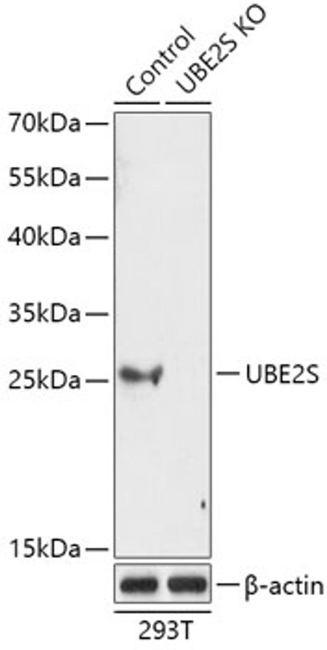 Western blot analysis of extracts from normal (control) and UBE2S knockout (KO) 293T cells, using UBE2S antibody (18-254) at 1:1000 dilution.<br/>Secondary antibody: HRP Goat Anti-Rabbit IgG (H+L) at 1:10000 dilution.<br/>Lysates/proteins: 25ug per lane.<br/>Blocking buffer: 3% nonfat dry milk in TBST.<br/>Detection: ECL Basic Kit.<br/>Exposure time: 5s.