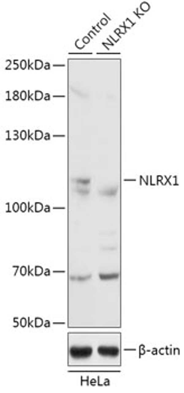 Western blot analysis of extracts from normal (control) and NLRX1 knockout (KO) HeLa cells, using NLRX1 antibody (18-255) at 1:3000 dilution.<br/>Secondary antibody: HRP Goat Anti-Rabbit IgG (H+L) at 1:10000 dilution.<br/>Lysates/proteins: 25ug per lane.<br/>Blocking buffer: 3% nonfat dry milk in TBST.<br/>Detection: ECL Basic Kit.<br/>Exposure time: 10s.