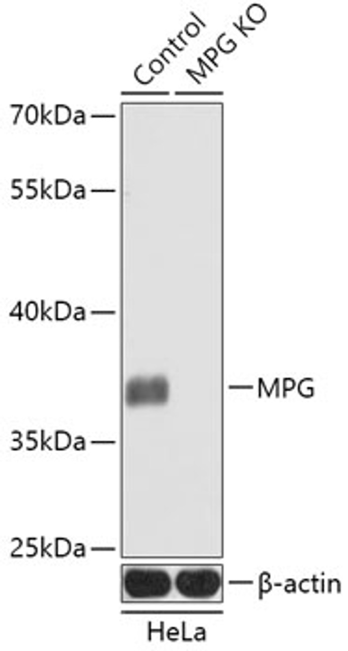 Western blot analysis of extracts from normal (control) and MPG knockout (KO) HeLa cells, using MPG antibody (18-260) at 1:1000 dilution.<br/>Secondary antibody: HRP Goat Anti-Rabbit IgG (H+L) at 1:10000 dilution.<br/>Lysates/proteins: 25ug per lane.<br/>Blocking buffer: 3% nonfat dry milk in TBST.<br/>Detection: ECL Basic Kit.<br/>Exposure time: 60s.