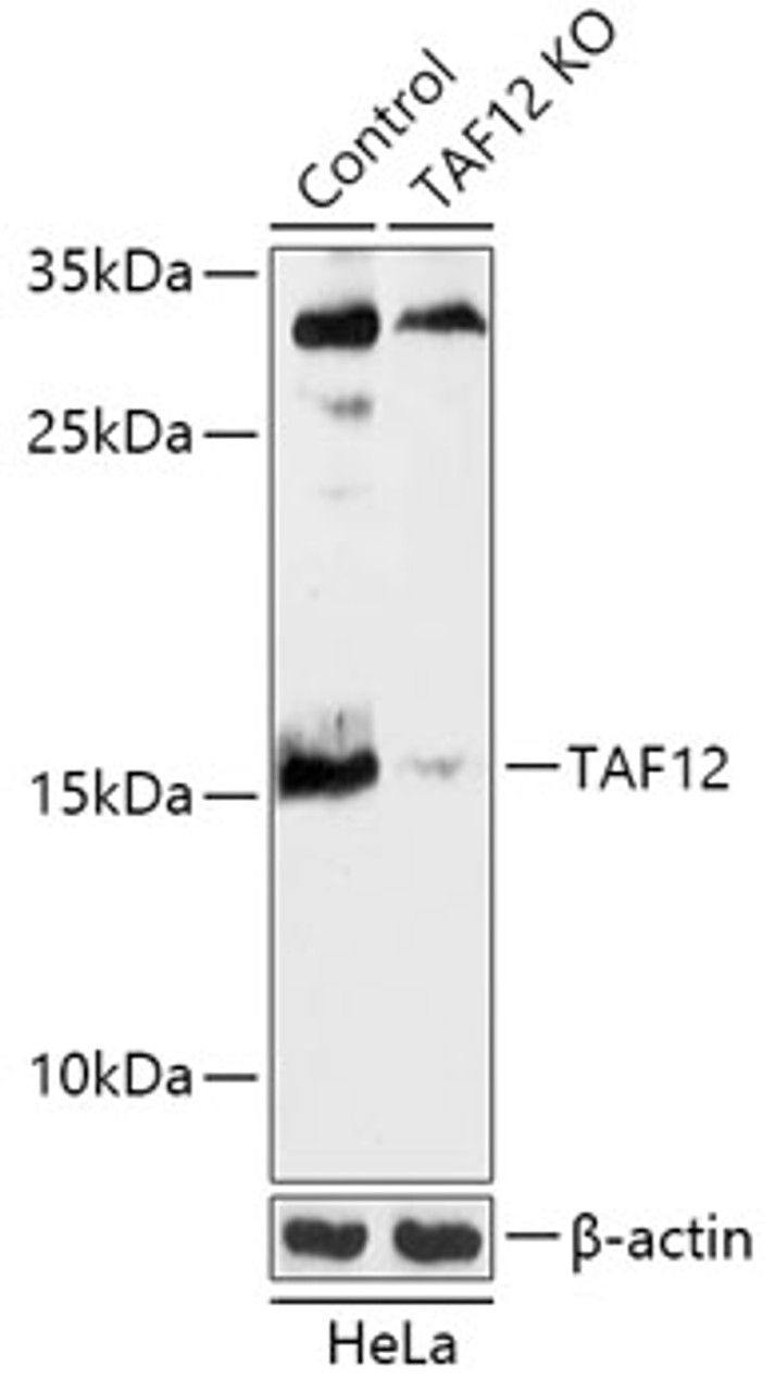 Western blot analysis of extracts from normal (control) and TAF12 knockout (KO) HeLa cells, using TAF12 antibody (18-263) at 1:500 dilution.<br/>Secondary antibody: HRP Goat Anti-Rabbit IgG (H+L) at 1:10000 dilution.<br/>Lysates/proteins: 25ug per lane.<br/>Blocking buffer: 3% nonfat dry milk in TBST.<br/>Detection: ECL Basic Kit.<br/>Exposure time: 180s.