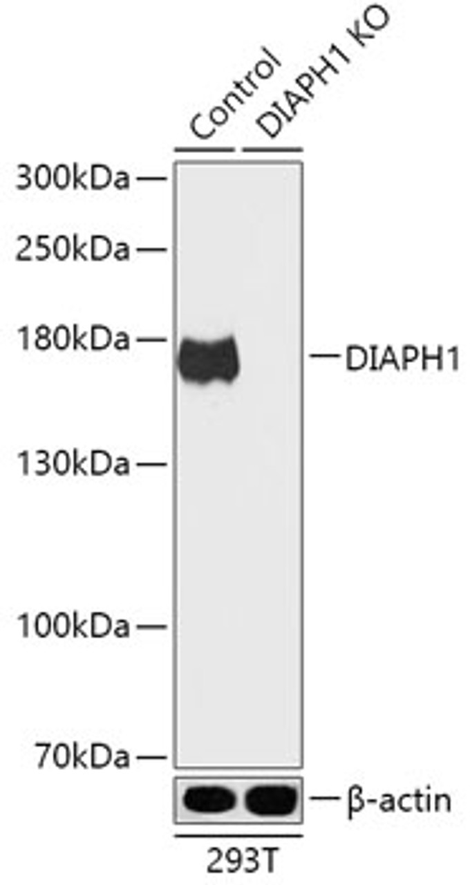 Western blot analysis of extracts from normal (control) and DIAPH1 knockout (KO) 293T cells, using DIAPH1 antibody (18-272) at 1:1000 dilution.<br/>Secondary antibody: HRP Goat Anti-Rabbit IgG (H+L) at 1:10000 dilution.<br/>Lysates/proteins: 25ug per lane.<br/>Blocking buffer: 3% nonfat dry milk in TBST.<br/>Detection: ECL Basic Kit.<br/>Exposure time: 10s.