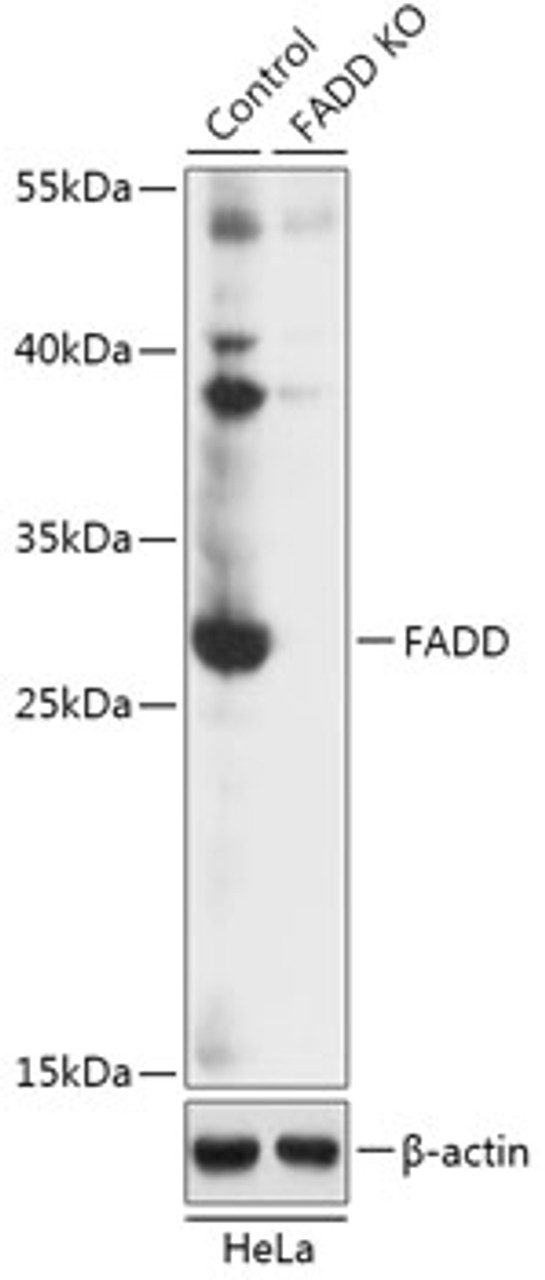 Western blot analysis of extracts from normal (control) and FADD knockout (KO) HeLa cells, using FADD antibody (18-273) at 1:1000 dilution.<br/>Secondary antibody: HRP Goat Anti-Rabbit IgG (H+L) at 1:10000 dilution.<br/>Lysates/proteins: 25ug per lane.<br/>Blocking buffer: 3% nonfat dry milk in TBST.<br/>Detection: ECL Basic Kit.<br/>Exposure time: 5s.
