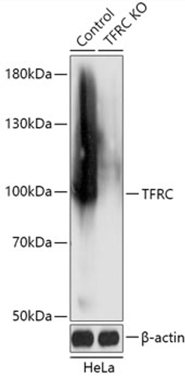 Western blot analysis of extracts from normal (control) and TFRC knockout (KO) HeLa cells, using TFRC antibody (18-274) at 1:5000 dilution.<br/>Secondary antibody: HRP Goat Anti-Rabbit IgG (H+L) at 1:10000 dilution.<br/>Lysates/proteins: 25ug per lane.<br/>Blocking buffer: 3% nonfat dry milk in TBST.<br/>Detection: ECL Basic Kit.<br/>Exposure time: 1s.