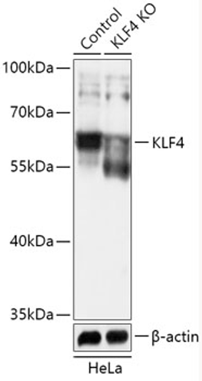 Western blot analysis of extracts from normal (control) and KLF4 knockout (KO) HeLa cells, using KLF4 antibody (18-279) at 1:1000 dilution.<br/>Secondary antibody: HRP Goat Anti-Rabbit IgG (H+L) at 1:10000 dilution.<br/>Lysates/proteins: 25ug per lane.<br/>Blocking buffer: 3% nonfat dry milk in TBST.<br/>Detection: ECL Basic Kit.<br/>Exposure time: 10s.