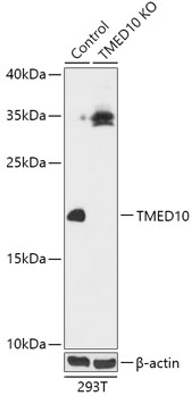 Western blot analysis of extracts from normal (control) and TMED10 knockout (KO) 293T cells, using TMED10 antibody (18-281) at 1:1000 dilution.<br/>Secondary antibody: HRP Goat Anti-Rabbit IgG (H+L) at 1:10000 dilution.<br/>Lysates/proteins: 25ug per lane.<br/>Blocking buffer: 3% nonfat dry milk in TBST.<br/>Detection: ECL Basic Kit.<br/>Exposure time: 10s.