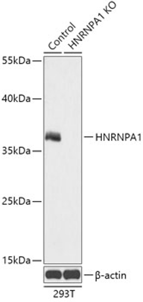 Western blot analysis of extracts from normal (control) and HNRNPA1 knockout (KO) 293T cells, using HNRNPA1 antibody (18-285) at 1:200 dilution.<br/>Secondary antibody: HRP Goat Anti-Rabbit IgG (H+L) at 1:10000 dilution.<br/>Lysates/proteins: 25ug per lane.<br/>Blocking buffer: 3% nonfat dry milk in TBST.<br/>Detection: ECL Basic Kit.<br/>Exposure time: 10s.