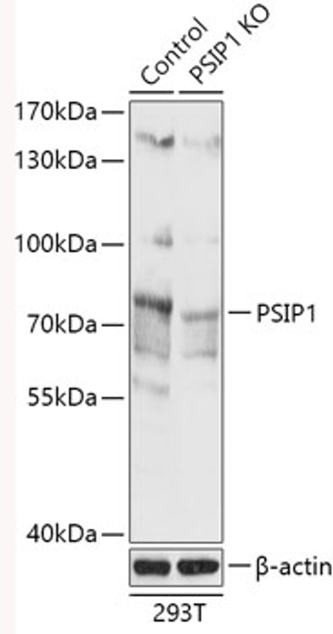 Western blot analysis of extracts from normal (control) and PSIP1 knockout (KO) 293T cells, using PSIP1 antibody (18-293) at 1:1000 dilution.<br/>Secondary antibody: HRP Goat Anti-Rabbit IgG (H+L) at 1:10000 dilution.<br/>Lysates/proteins: 25ug per lane.<br/>Blocking buffer: 3% nonfat dry milk in TBST.<br/>Detection: ECL Basic Kit.<br/>Exposure time: 10s.