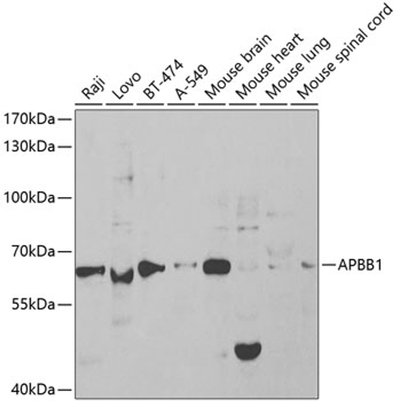 Western blot analysis of extracts of various cell lines, using APBB1 antibody (18-403) at 1:1000 dilution.<br/>Secondary antibody: HRP Goat Anti-Rabbit IgG (H+L) at 1:10000 dilution.<br/>Lysates/proteins: 25ug per lane.<br/>Blocking buffer: 3% nonfat dry milk in TBST.