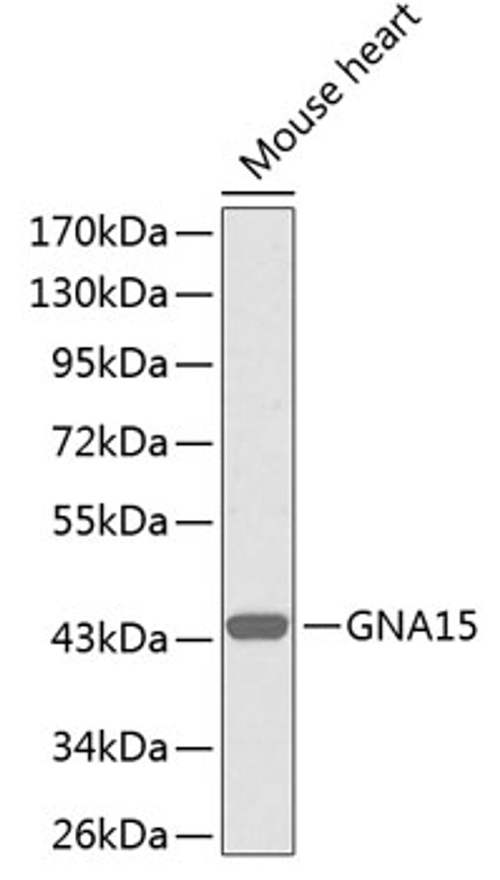 Western blot analysis of extracts of mouse heart, using GNA15 antibody (18-484) .<br/>Secondary antibody: HRP Goat Anti-Rabbit IgG (H+L) at 1:10000 dilution.<br/>Lysates/proteins: 25ug per lane.<br/>Blocking buffer: 3% nonfat dry milk in TBST.