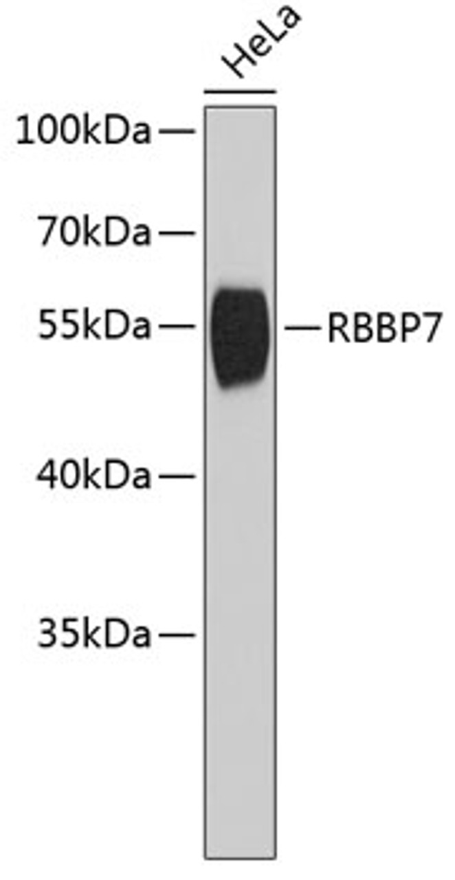 Western blot analysis of extracts of HeLa cells, using RBBP7 antibody (18-584) .<br/>Secondary antibody: HRP Goat Anti-Rabbit IgG (H+L) at 1:10000 dilution.<br/>Lysates/proteins: 25ug per lane.<br/>Blocking buffer: 3% nonfat dry milk in TBST.