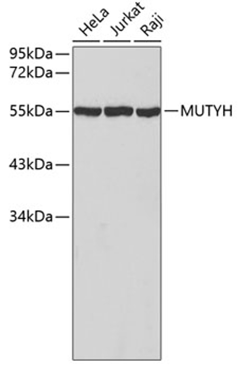 Western blot analysis of extracts of various cell lines, using MUTYH antibody (18-594) .<br/>Secondary antibody: HRP Goat Anti-Rabbit IgG (H+L) at 1:10000 dilution.<br/>Lysates/proteins: 25ug per lane.<br/>Blocking buffer: 3% nonfat dry milk in TBST.
