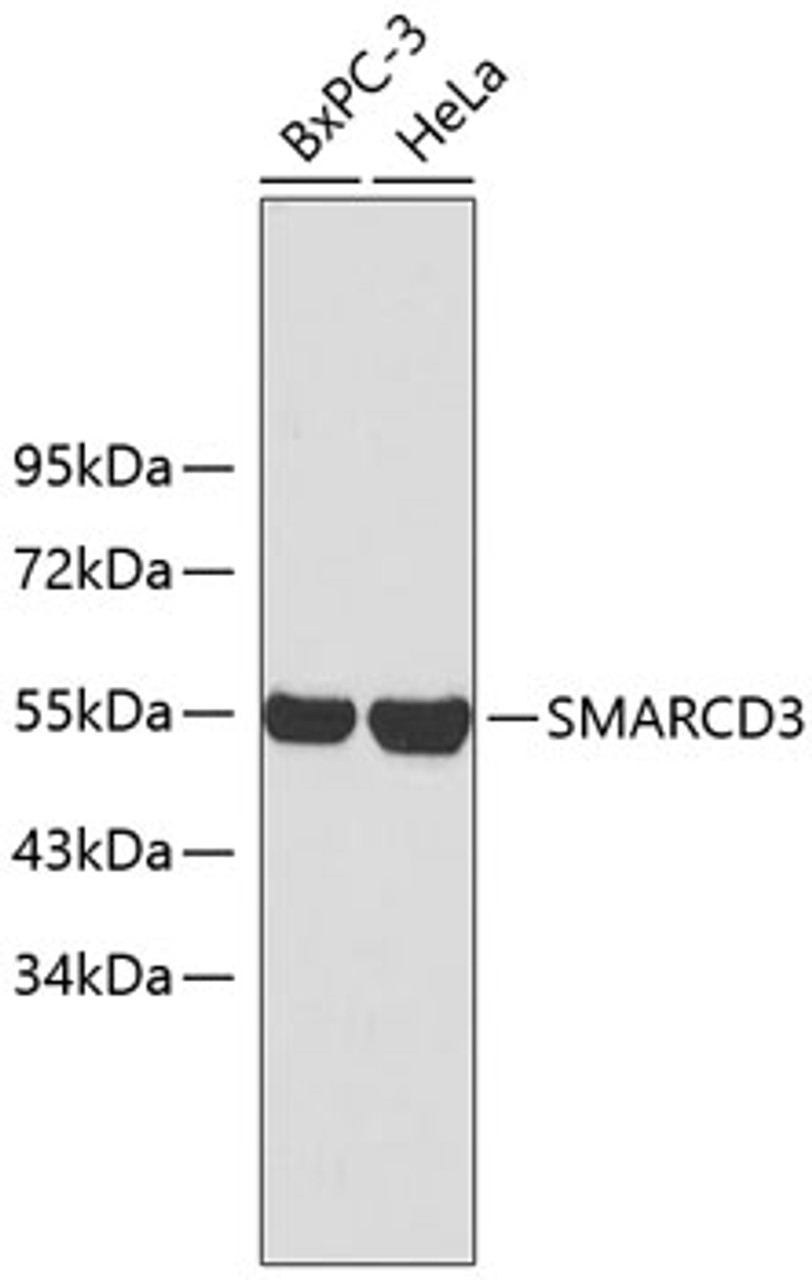 Western blot analysis of extracts of various cell lines, using SMARCD3 antibody (18-595) .<br/>Secondary antibody: HRP Goat Anti-Rabbit IgG (H+L) at 1:10000 dilution.<br/>Lysates/proteins: 25ug per lane.<br/>Blocking buffer: 3% nonfat dry milk in TBST.
