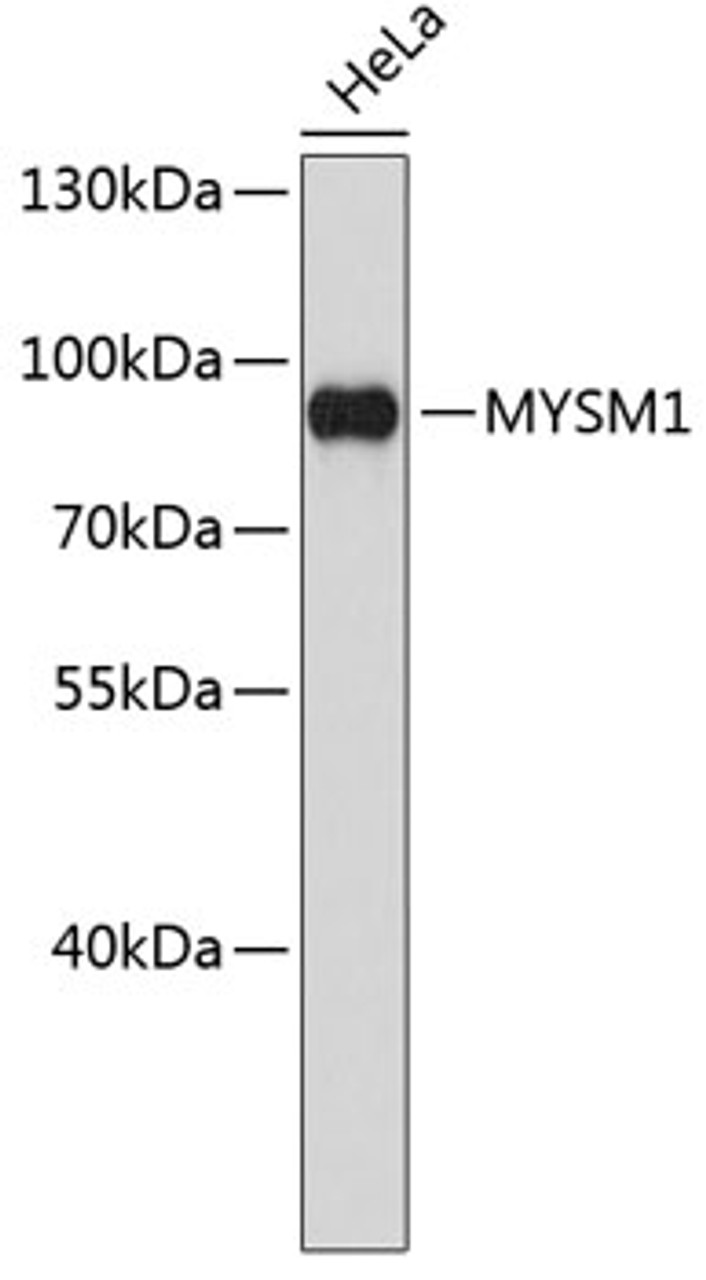 Western blot analysis of extracts of HeLa cells, using MYSM1 antibody (18-609) .<br/>Secondary antibody: HRP Goat Anti-Rabbit IgG (H+L) at 1:10000 dilution.<br/>Lysates/proteins: 25ug per lane.<br/>Blocking buffer: 3% nonfat dry milk in TBST.