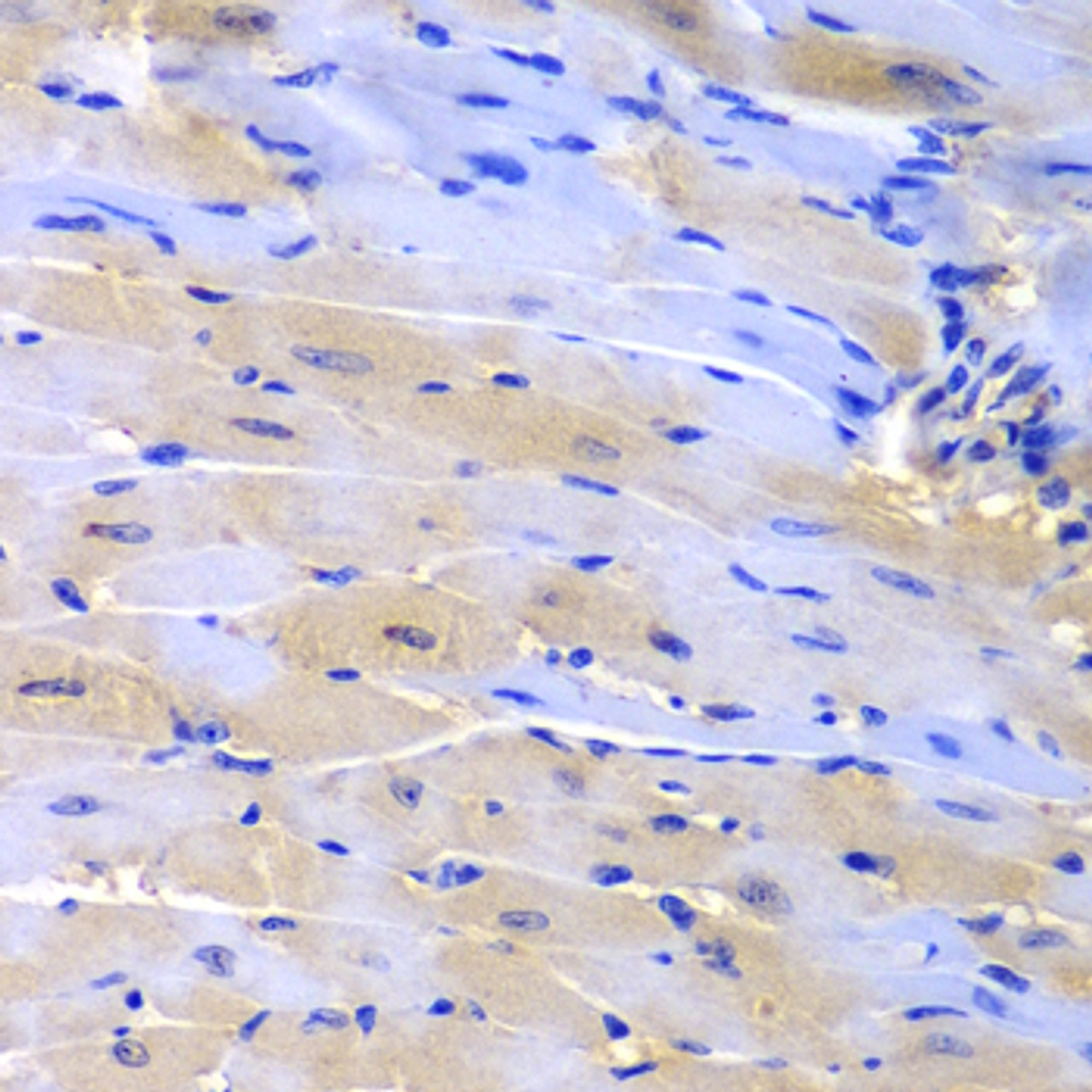Immunohistochemistry of paraffin-embedded mouse heart using CUL2 antibody (18-845) at dilution of 1:200 (40x lens) .