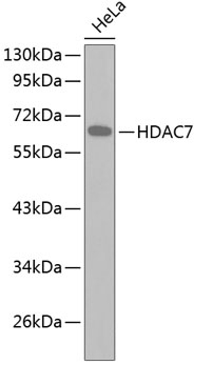 Western blot analysis of extracts of HeLa cells, using HDAC7 antibody (18-889) .<br/>Secondary antibody: HRP Goat Anti-Rabbit IgG (H+L) at 1:10000 dilution.<br/>Lysates/proteins: 25ug per lane.<br/>Blocking buffer: 3% nonfat dry milk in TBST.