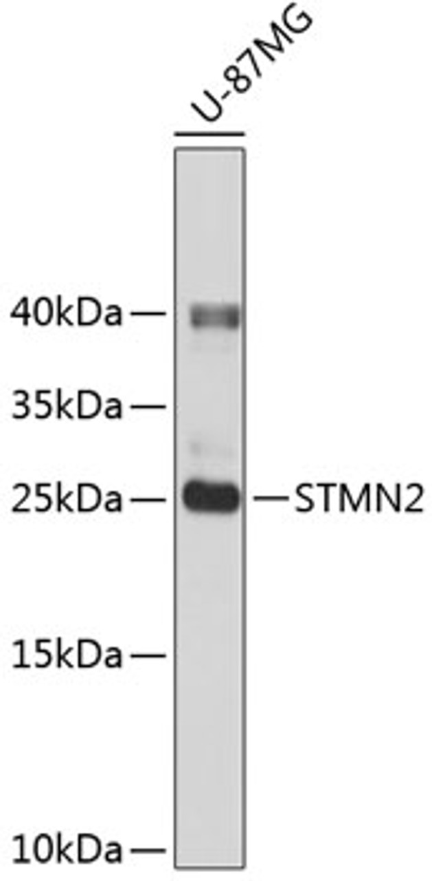 Western blot analysis of extracts of U-87MG cells, using STMN2 antibody (18-900) .<br/>Secondary antibody: HRP Goat Anti-Rabbit IgG (H+L) at 1:10000 dilution.<br/>Lysates/proteins: 25ug per lane.<br/>Blocking buffer: 3% nonfat dry milk in TBST.