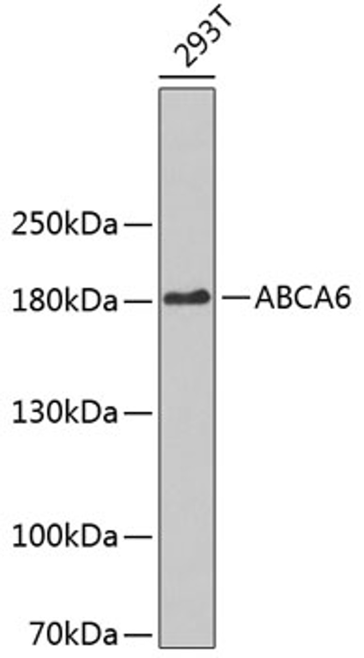 Western blot analysis of extracts of 293T cells, using ABCA6 antibody (18-987) .<br/>Secondary antibody: HRP Goat Anti-Rabbit IgG (H+L) at 1:10000 dilution.<br/>Lysates/proteins: 25ug per lane.<br/>Blocking buffer: 3% nonfat dry milk in TBST.