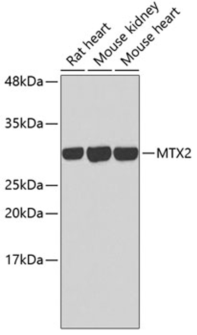 Western blot analysis of extracts of various cell lines, using MTX2 antibody (18-996) .<br/>Secondary antibody: HRP Goat Anti-Rabbit IgG (H+L) at 1:10000 dilution.<br/>Lysates/proteins: 25ug per lane.<br/>Blocking buffer: 3% nonfat dry milk in TBST.