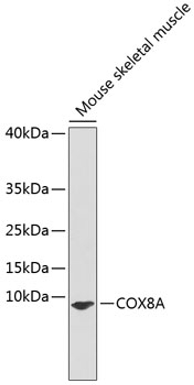 Western blot analysis of extracts of mouse skeletal muscle, using COX8A antibody (19-023) .