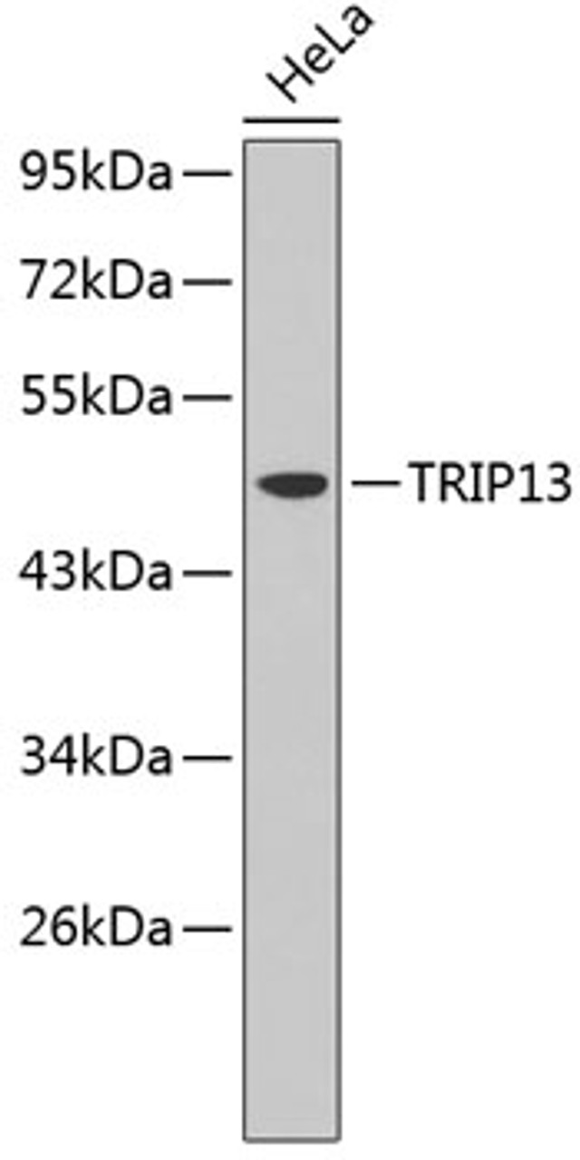 Western blot analysis of extracts of HeLa cells, using TRIP13 antibody (19-044) .<br/>Secondary antibody: HRP Goat Anti-Rabbit IgG (H+L) at 1:10000 dilution.<br/>Lysates/proteins: 25ug per lane.<br/>Blocking buffer: 3% nonfat dry milk in TBST.