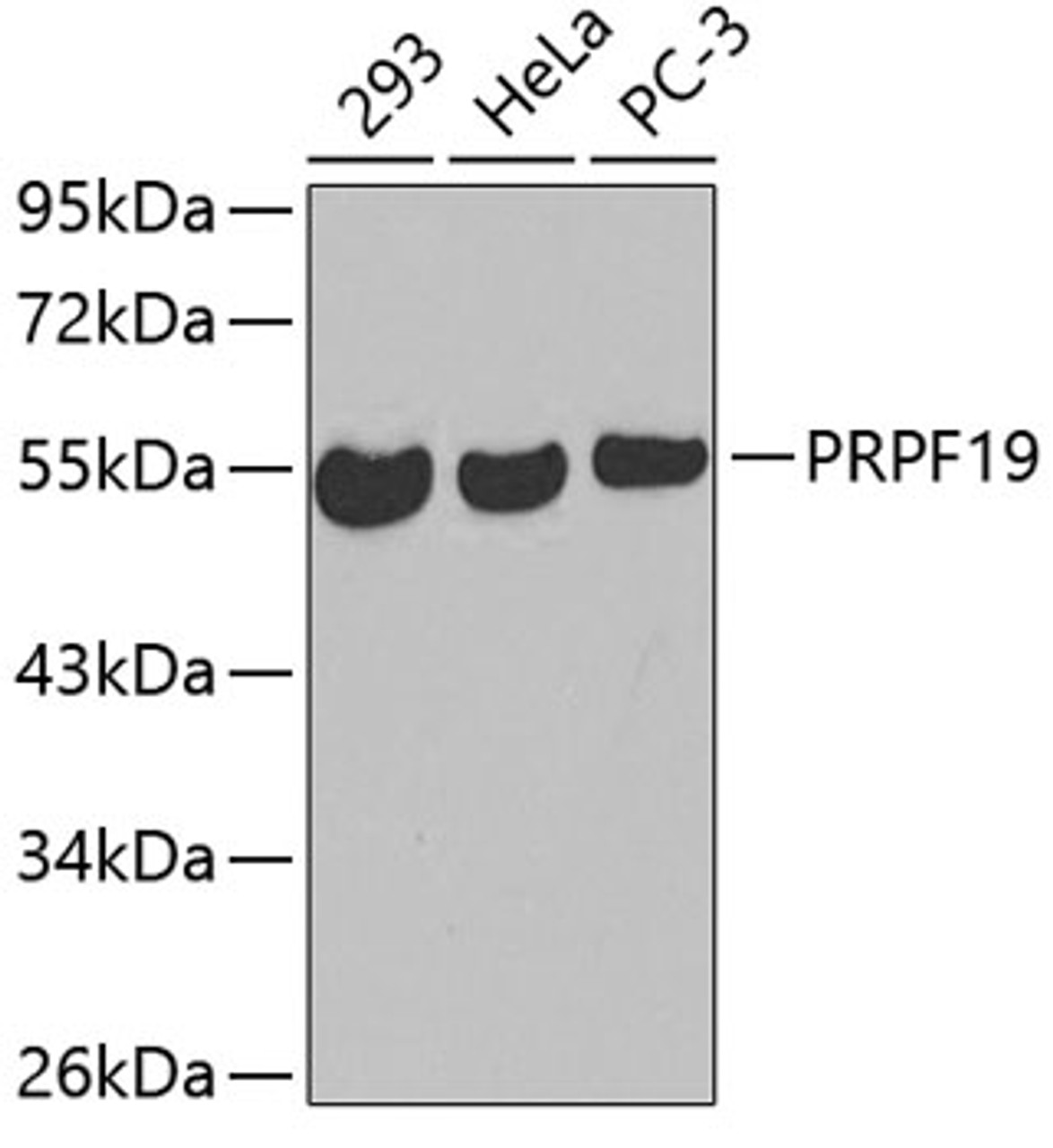 Western blot analysis of extracts of various cell lines, using PRPF19 antibody (19-063) .<br/>Secondary antibody: HRP Goat Anti-Rabbit IgG (H+L) at 1:10000 dilution.<br/>Lysates/proteins: 25ug per lane.<br/>Blocking buffer: 3% nonfat dry milk in TBST.