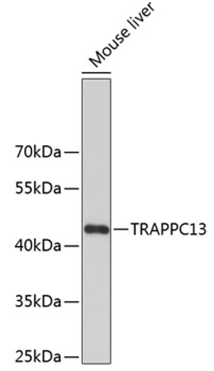 Western blot analysis of extracts of mouse liver, using TRAPPC13 antibody (19-082) .<br/>Secondary antibody: HRP Goat Anti-Rabbit IgG (H+L) at 1:10000 dilution.<br/>Lysates/proteins: 25ug per lane.<br/>Blocking buffer: 3% nonfat dry milk in TBST.
