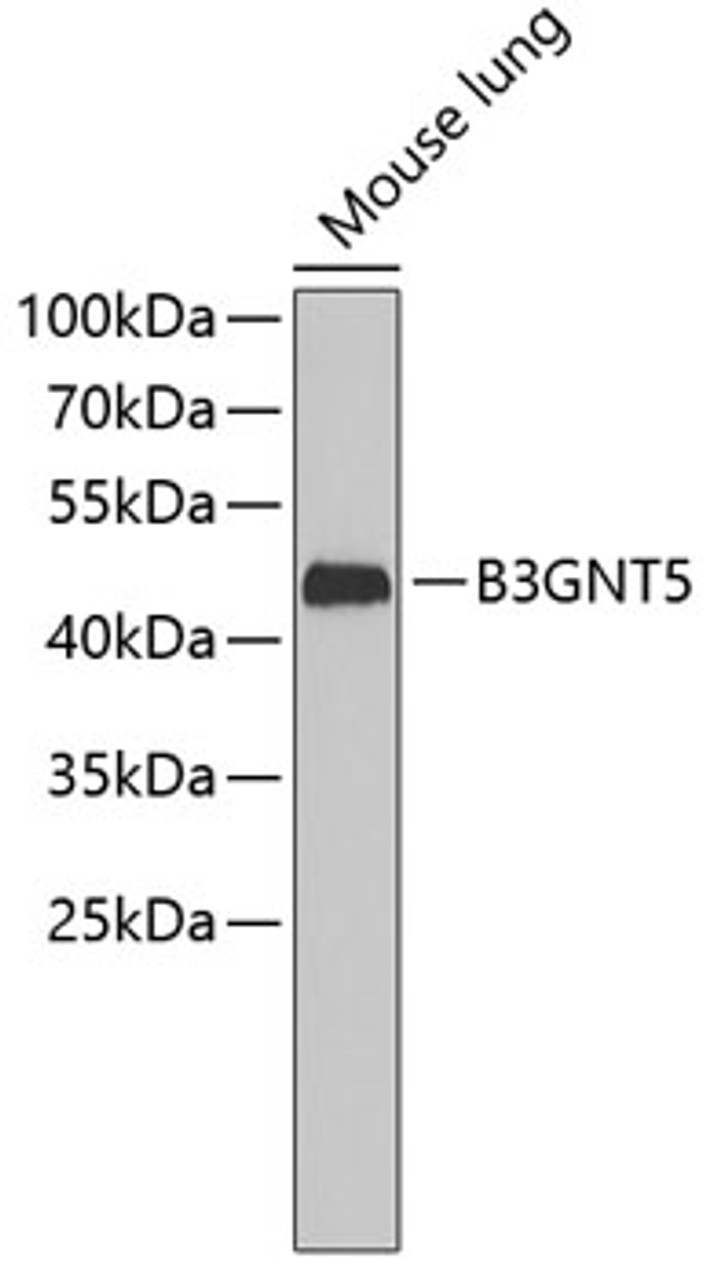 Western blot analysis of extracts of mouse lung, using B3GNT5 antibody (19-086) .<br/>Secondary antibody: HRP Goat Anti-Rabbit IgG (H+L) at 1:10000 dilution.<br/>Lysates/proteins: 25ug per lane.<br/>Blocking buffer: 3% nonfat dry milk in TBST.
