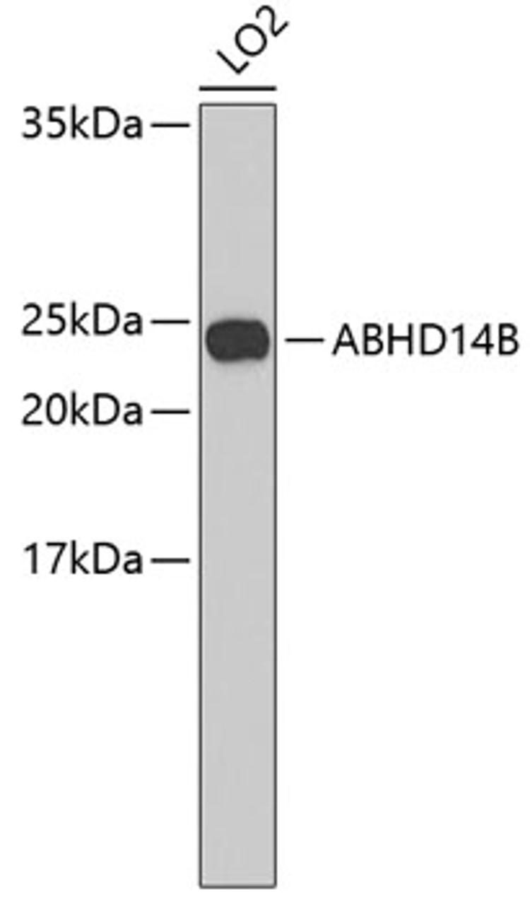 Western blot analysis of extracts of LO2 cells, using ABHD14B antibody (19-087) .<br/>Secondary antibody: HRP Goat Anti-Rabbit IgG (H+L) at 1:10000 dilution.<br/>Lysates/proteins: 25ug per lane.<br/>Blocking buffer: 3% nonfat dry milk in TBST.