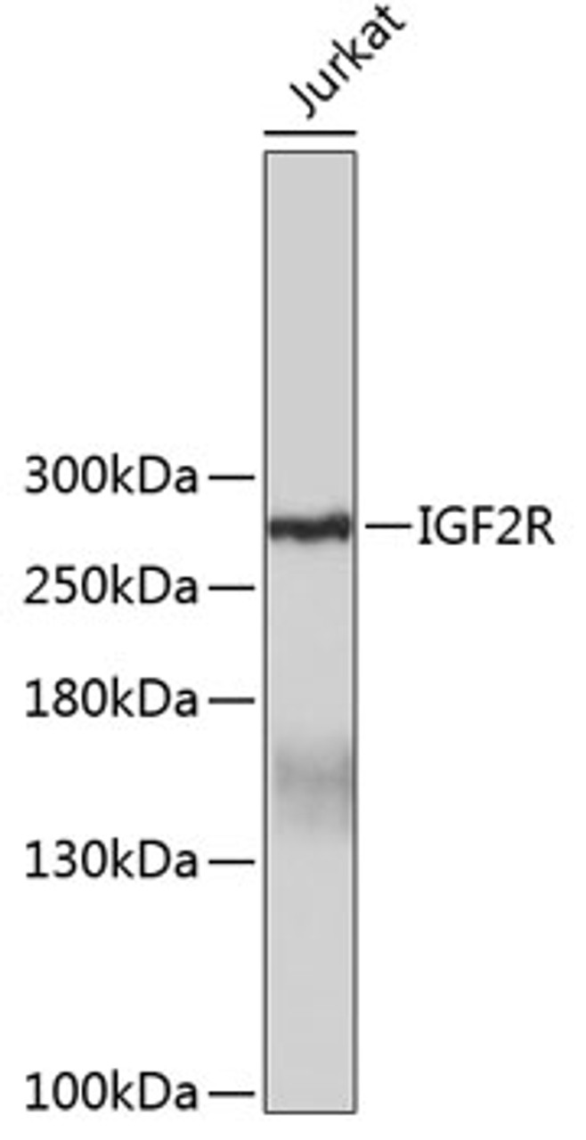 Western blot analysis of extracts of Jurkat cells, using IGF2R antibody (19-102) .<br/>Secondary antibody: HRP Goat Anti-Rabbit IgG (H+L) at 1:10000 dilution.<br/>Lysates/proteins: 25ug per lane.<br/>Blocking buffer: 3% nonfat dry milk in TBST.