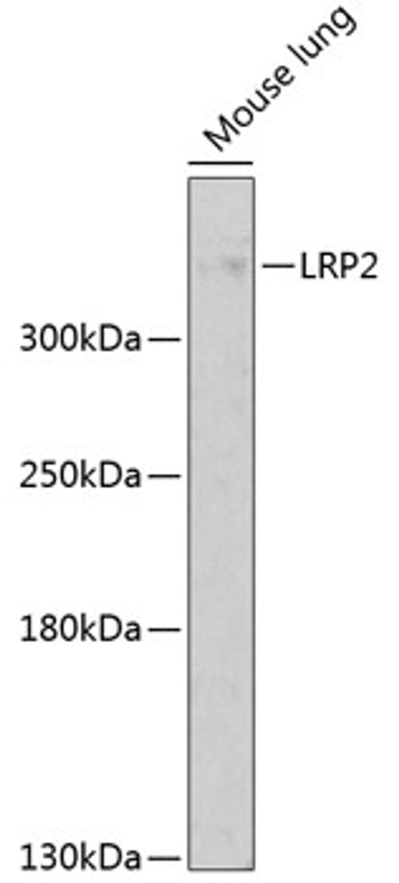 Western blot analysis of extracts of mouse lung, using LRP2 antibody (19-104) at 1:1000 dilution.<br/>Secondary antibody: HRP Goat Anti-Rabbit IgG (H+L) at 1:10000 dilution.<br/>Lysates/proteins: 25ug per lane.<br/>Blocking buffer: 3% nonfat dry milk in TBST.<br/>Detection: ECL Basic Kit.<br/>Exposure time: 20s.