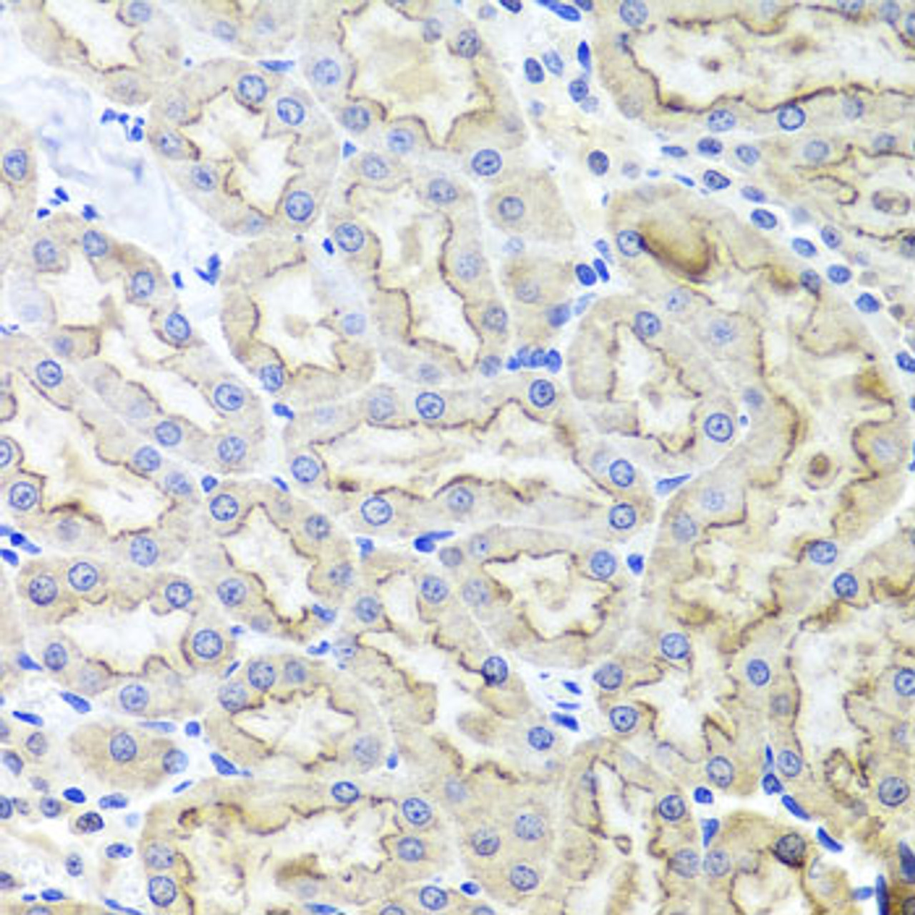 Immunohistochemistry of paraffin-embedded rat kidney using LRP2 antibody (19-104) at dilution of 1:100 (40x lens) .