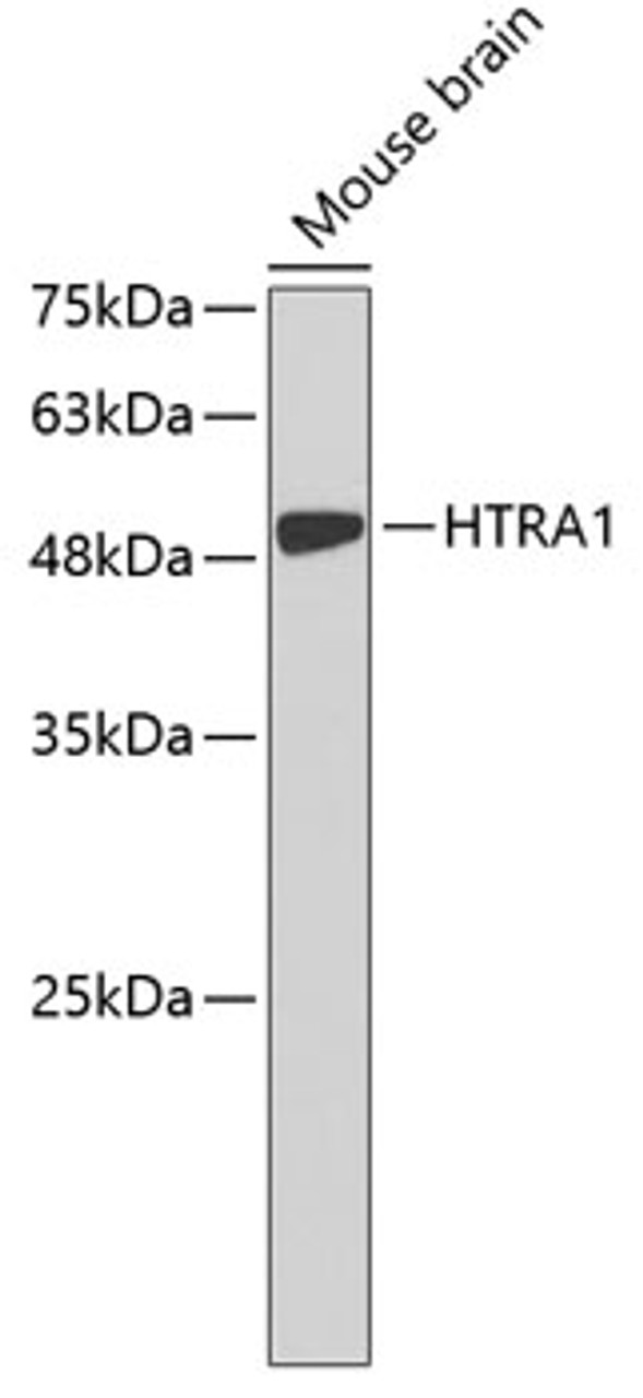 Western blot analysis of extracts of mouse brain, using HTRA1 antibody (19-111) .<br/>Secondary antibody: HRP Goat Anti-Rabbit IgG (H+L) at 1:10000 dilution.<br/>Lysates/proteins: 25ug per lane.<br/>Blocking buffer: 3% nonfat dry milk in TBST.